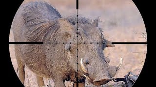 Epic SCOPE CAM Warthog Hunting in AFRICA!!!! (Close Shot)