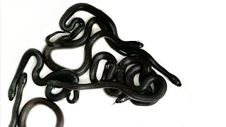 Snake Eggs ! Mexican Black Kingsnake Breeding