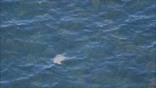 Common Guillemot 'flying' underwater