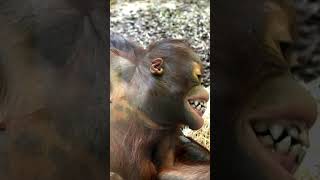 You Won't Believe This Little Orangutan's Antics!#shorts#funnyvideo#orangutans#funnyanimal#zoo