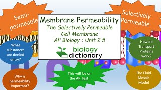 Membrane Permeability: The Selectively Permeable Cell Membrane | AP Biology 2.5