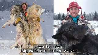 WOLF DOUBLE!!! Hunting big timber wolves! | TWO FOR TWO