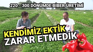 Kendimiz Ektik ZARAR ETMEDİK / RİSK SIFIR! / 220 - 300 Dönümde Biber Üretimi