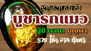 บูชารกแมว มีไว้ไม่มีจน | #เล่าเรื่อง #วัตถุมงคล #สิ่งศักดิ์สิทธิ์#เรื่องเล่า#ตำนาน#รกแมว#เรื่องราว