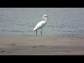 唐白鷺 chinese egret 5 23 2012