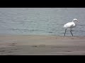 唐白鷺 chinese egret 5 23 2012