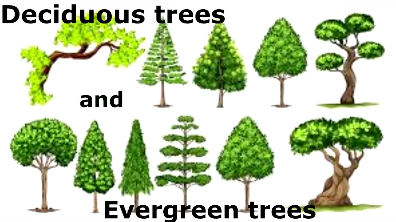 Difference Between Evergreen Forest And Deciduous Forest