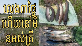 លេងបីថ្ងៃហើយនៅតែមានត្រី Fishing Snakehead for three days The same location.