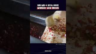 🤨 : 알 못 낳으면 쓸모없는데?🐣 : 나도 살고 싶어요