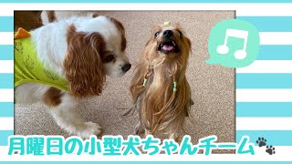 【犬の幼稚園】紫竹山店🐾月曜日の小型犬ちゃんチーム🐾