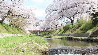 【桜咲く川の風景】京都井手町の玉川と桜並木が揺れる 43分の作業用BGM