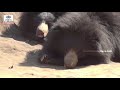 watch sadhu and wild bear bond over ram bhajans