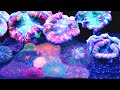 The BEST Reef Sandbed you will EVER See!- HD