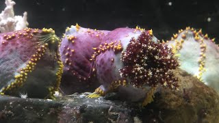 アデヤカキンコ　(越前松島水族館/福井県)