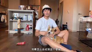 我们训练年年的思路～ How do we train our corgi