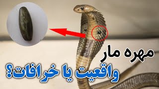 TOP DARI | مهره مار چیست و خواص آن و دعای آن