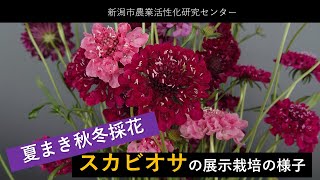 夏まき秋冬採花　スカビオサの展示栽培の様子