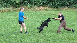 Hasenhirsch Qualle (8 Monate) beim Schutzdiensttraining