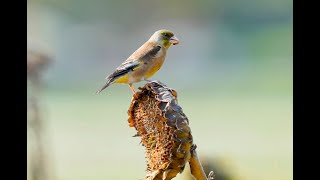 Oriental Greenfinch 金翅雀