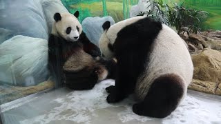 20221111 園方再度拍冰床 圓圓圓寶很捧場 Giant Panda Yuan Yuan \u0026 Yuan Bao