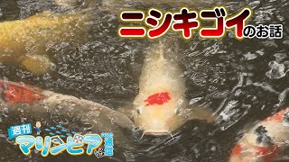 週刊マリンピア通信　＃129 ニシキゴイ