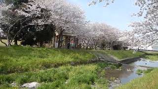 福岡県 朝倉市・草場川の桜並木