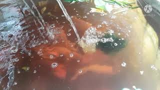 Feeding HAIR Algae to RED TILAPIA | Aquaponics System | RAS Backyard Farming