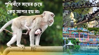 মায়ের চেয়ে কেহ আপন হয় না | Batu Caves | Kuala Lumpur, Malaysia | Mother's love | HASI CHELE |