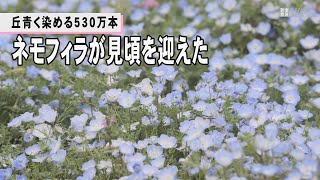 丘青く染める５３０万本　茨城・国営ひたち海浜公園