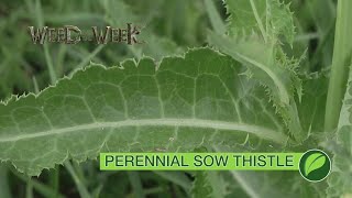 Weed of the Week #1064 Perennial Sow Thistle (Air Date 8-26-18)