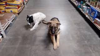 Puppy boot camp 6 month old GSD proofing stay