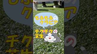 もふもふのクラピアは猫の肉球にも優しいです #Shorts