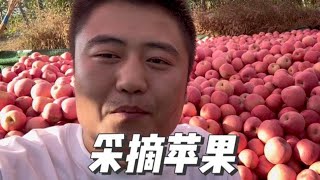 家里的蘋果大量成熟，小夫妻借助網絡，三天賣出1500件#vlog #搞笑 #记录真实生活 #生活 #创业