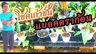 รีบได้รีบจ้า!! โชคเก้าชั้นแบลคดราก้อน  หมดแล้วหมดเลย