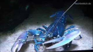 [HD] Feeding a giant european Lobster / Europäischer Hummer @ Aquazoo [15/52]