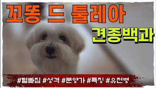 귀여운 강아지 종류!꼬똥 드 툴레아 키울때 알아둘점