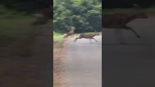 sambar deer