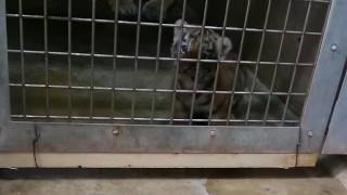 20160519 | 旭山動物園 | アムールトラの子・生後42日齢