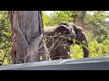 Exploring Botswana’s wildlife through Game drive in less than 30 minutes