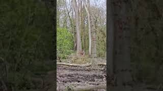 husqvarna 395 vs Tall Ash trees