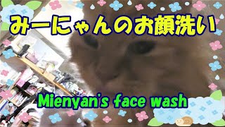 みーにゃんのお顔洗い・Mienyan's face wash