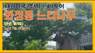 안산 화정동 느티나무 550살! 끄떡없어요!