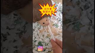 黃金鼠GaKu跟媽媽的紙棉爭奪戰 Hamster GaKu - The Struggle of bedding