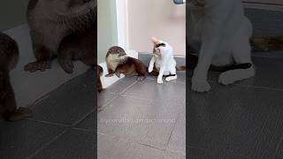 Baby otter ignored by kitten🦦🦦🐈 #yoonathetigerdachshund #dog #puppy #shorts