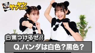 【白黒つけるぜ‼ヤンヤンつけボー】パンダは白色？黒色？