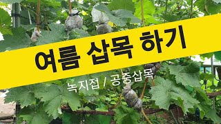 여름삽목하기 ㅣ 녹지삽목 ㅣ 공중삽목 ㅣ 겨울삽목보다 반박자 빠르게 삽목해보자