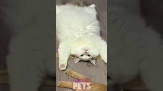 Cutest and Funniest Cat