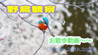 【野鳥観察】今日のお散歩動画～～恩田川20231027　新機材でテスト手持ち撮影に76歳が再挑戦しましたが・ぶれ箇所が・・歳だから無理かな(笑)　セキレイ、コガモ、カルガモ、コサギ、カワセミなど