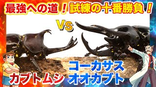 【どっちが強い!?試練の十番勝負編 】第9戦 カブトムシVSコーカサスオオカブト #昆虫バトル