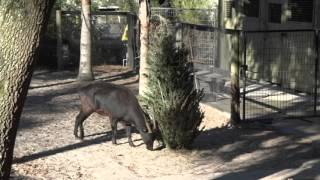 Lowland Anoa vs. Christmas Tree